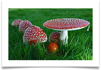 Toadstool group ( Arley) - Richard Nicholls